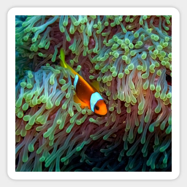 Clownfish Sticker by likbatonboot